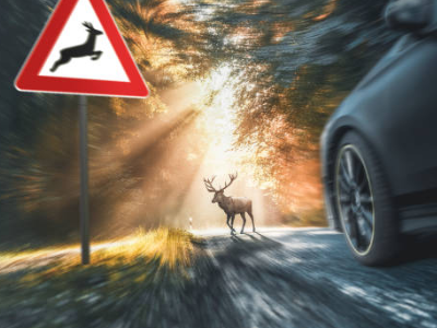 I danni cagionati dalla fauna selvatica: Principi di diritto